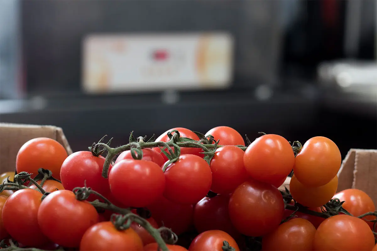 Close up photo of red cherry tomatoes on a vine